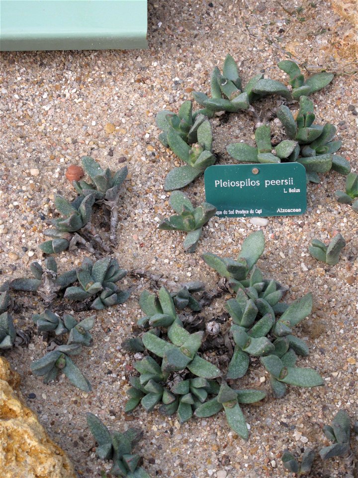 Pleiospilos peersii in a greenhouse of the Jardin des Plantes in Paris.