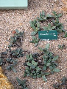 Pleiospilos peersii in a greenhouse of the Jardin des Plantes in Paris. photo