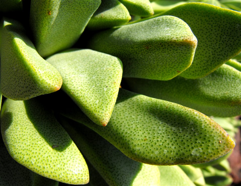 Pleiospilos willowmorensis at the Huntington Library & Botanical Gardens in San Marino, California, USA. Identified by sign.
