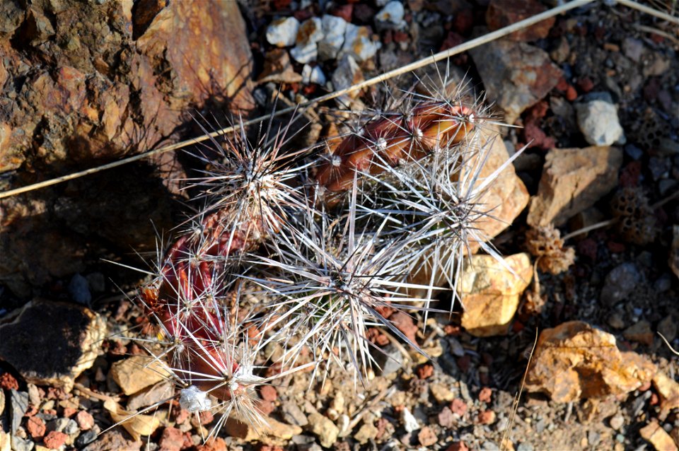 Grusonia parishii (old name Opuntia stanlyi var. parishii) in Regional Parks Botanical Garden. Accompanying plaque reads: "Devil Cactus, Opuntia Stanleyi var. parishii, 80.092 Cactaceae, New York Moun