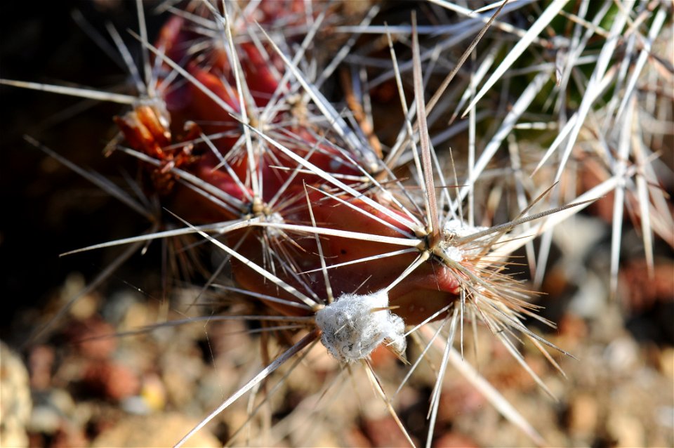 Closeup of Grusonia parishii (old name Opuntia stanlyi var. parishii) in Regional Parks Botanical Garden. Accompanying plaque reads: "Devil Cactus, Opuntia Stanleyi var. parishii, 80.092 Cactaceae, Ne
