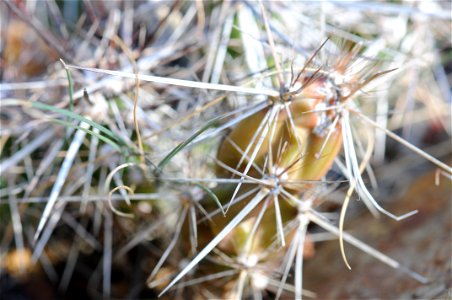Closeup of Grusonia parishii (old name Opuntia stanlyi var. parishii) in Regional Parks Botanical Garden. Accompanying plaque reads: "Devil Cactus, Opuntia Stanleyi var. parishii, 80.092 Cactaceae, Ne