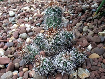 A photograph of Copiapoa marginata.