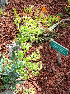 Lampranthus aurantiacus (Lampranthus glaucoides) specimen in the Villa Ephrussi de Rothschild, Saint-Jean-Cap-Ferrat, France. photo