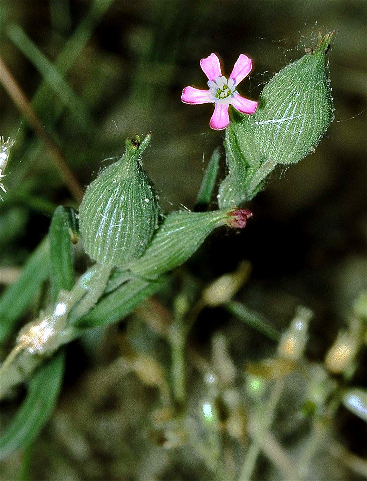 photographed by myself in 1990, near Mainz, Germany
