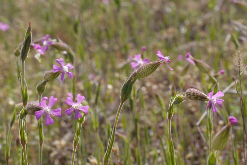 Sand Catchfly (Silene conica)