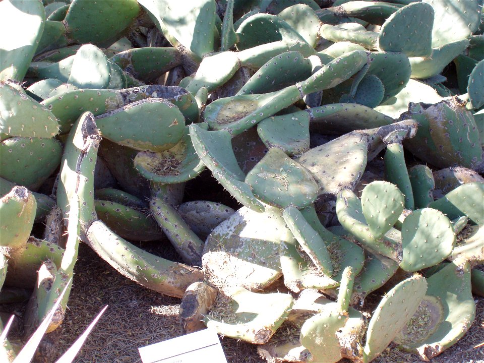 Photo taken at Desert Botanical Garden in Phoenix, AZ, USA in 2007