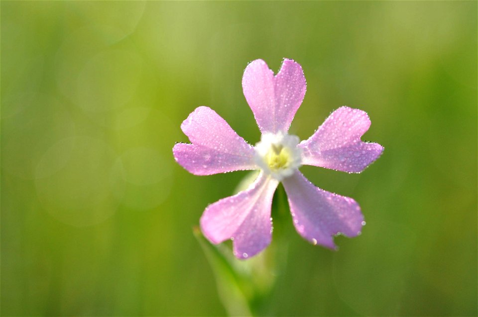 Sand Catchfly (Silene conica)