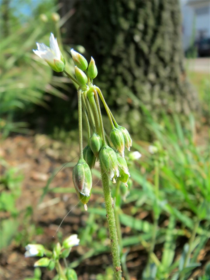 Holosteum umbellatum in Hockenheim