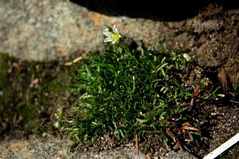 Minuartia groenlandica on top of Giant Mountain (elev.: 1410m), Adirondacks Park, New York state.