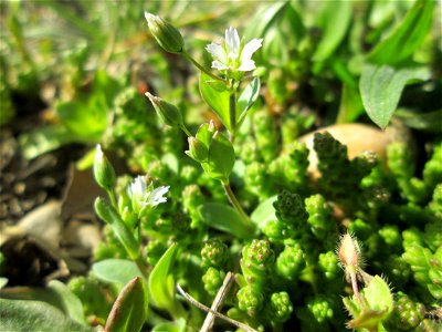 Dolden-Spurre (Holosteum umbellatum) im Landschaftsschutzgebiet „Oftersheimer Dünen“ photo