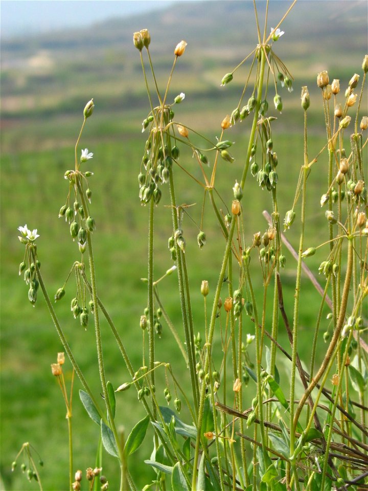 Holosteum umbellatum