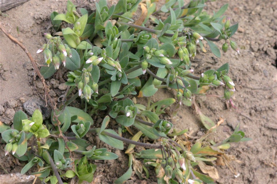 Holosteum umbellatum