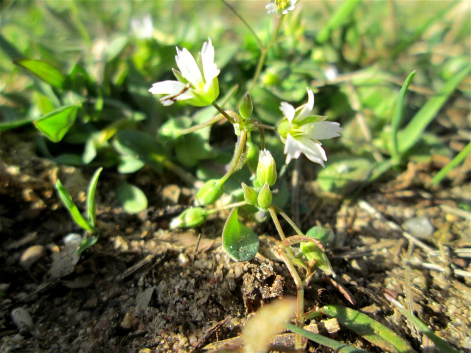 Dolden-Spurre (Holosteum umbellatum) im Landschaftsschutzgebiet „Oftersheimer Dünen“