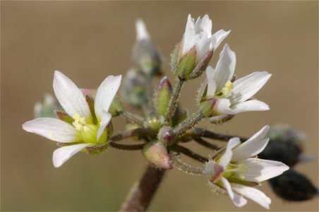 Holosteum umbellatum photo