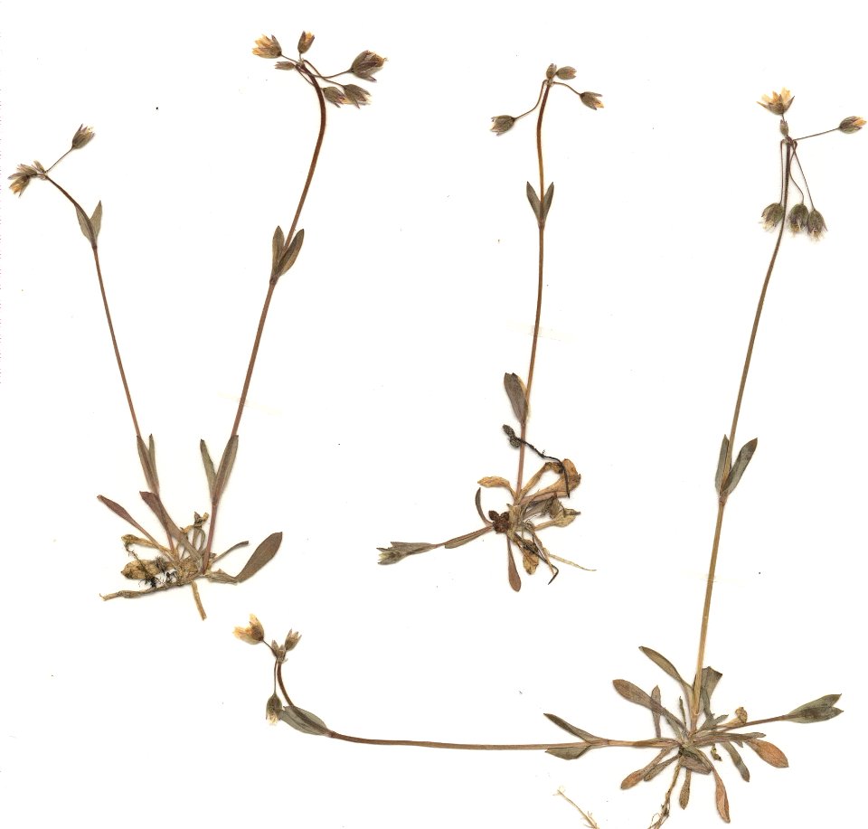 Holosteum umbellatum eigener Herbarbeleg von 1984, Unterfranken