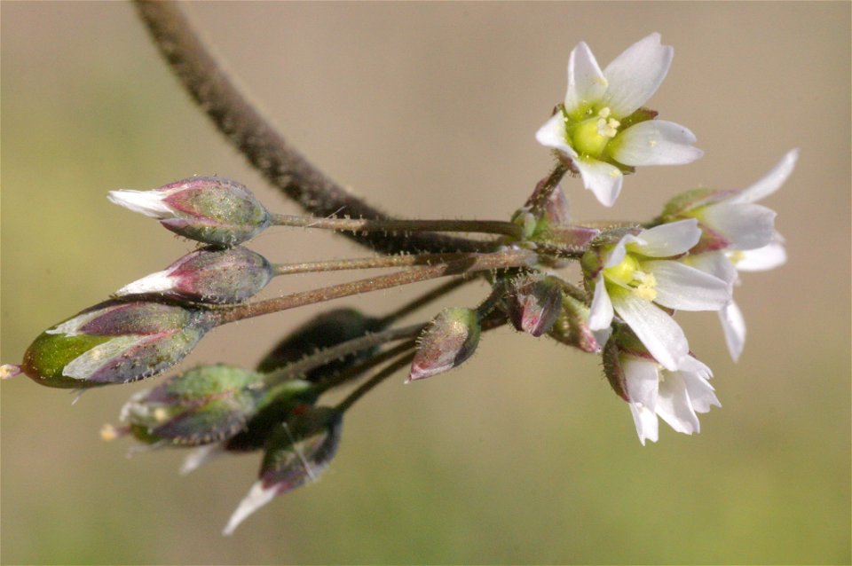 Holosteum umbellatum