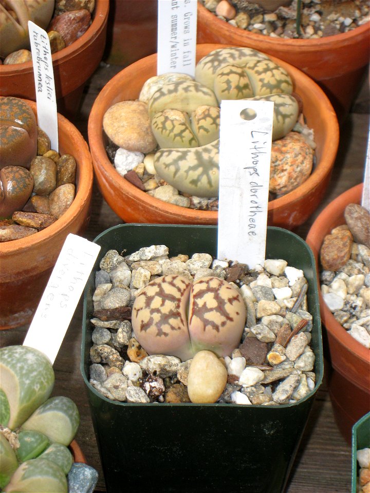 Lithops dorotheae, in the Tower Hill Botanic Garden, Boylston, Massachusetts, USA.