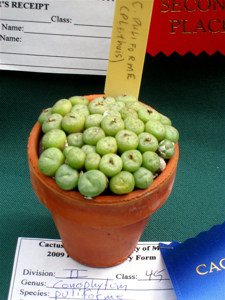 Conophytum piluliforme, in Tower Hill Botanic Garden, Boylston, Massachusetts, USA.