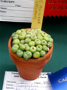 Conophytum piluliforme, in Tower Hill Botanic Garden, Boylston, Massachusetts, USA.
