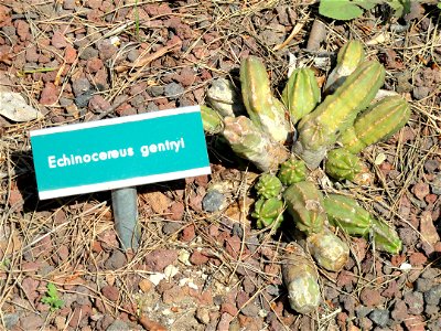 Echinocereus scheeri ssp. gentryi specimen in the Villa Ephrussi de Rothschild, Saint-Jean-Cap-Ferrat, France.