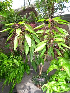 Charpentiera elliptica, in the United States Botanic Garden, Washington, DC, USA.
