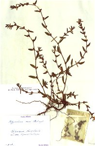 Polygonum oxyspermum subsp. raii fruits