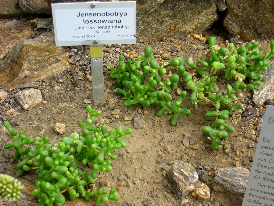 Jensenobotrya lossowiana specimen in the Botanischer Garten, Berlin-Dahlem (Berlin Botanical Garden), Berlin, Germany.
