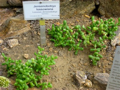 Jensenobotrya lossowiana specimen in the Botanischer Garten, Berlin-Dahlem (Berlin Botanical Garden), Berlin, Germany.