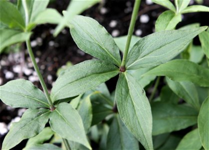Silene stellata showing the foliage.