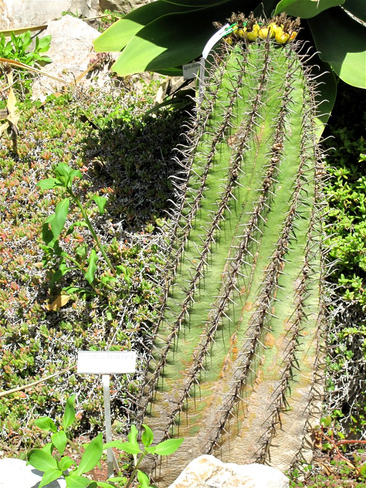 Ferocactus santamaria in the gardens of the villa Hanbury (Ventimiglia, Italy). Identified by its botanic label.