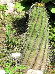 Ferocactus santamaria in the gardens of the villa Hanbury (Ventimiglia, Italy). Identified by its botanic label.