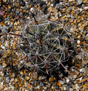 Ferocactus townsendianus at UC Berkeley Botanical Garden, California, USA. Identified by sign. photo