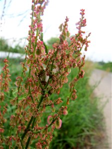 Straußblütiger Sauerampfer (Rumex thyrsiflorus) im Landschaftsschutzgebiet „Rheinhessisches Rheingebiet“ bei Worms
