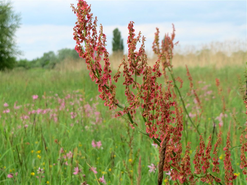 Straußblütiger Sauerampfer (Rumex thyrsiflorus) im Naturschutzgebiet „Karl-Ludwig-See“ im Landschaftsschutzgebiet „Hockenheimer Rheinbogen“