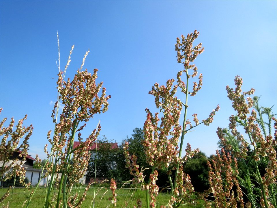 Straußblütiger Sauerampfer (Rumex thyrsiflorus) im Naturschutzgebiet Alter Bahndamm im Landschaftsschutzgebiet Hockenheimer Rheinbogen
