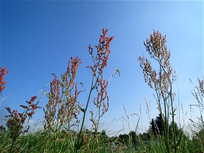 Straußblütiger Sauerampfer (Rumex thyrsiflorus) im Naturschutzgebiet Alter Bahndamm im Landschaftsschutzgebiet Hockenheimer Rheinbogen