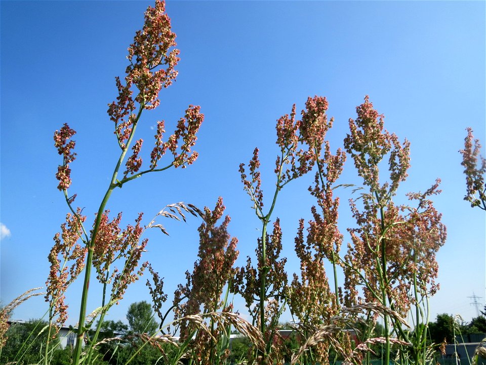 Straußblütiger Sauerampfer (Rumex thyrsiflorus) im Naturschutzgebiet Alter Bahndamm im Landschaftsschutzgebiet Hockenheimer Rheinbogen