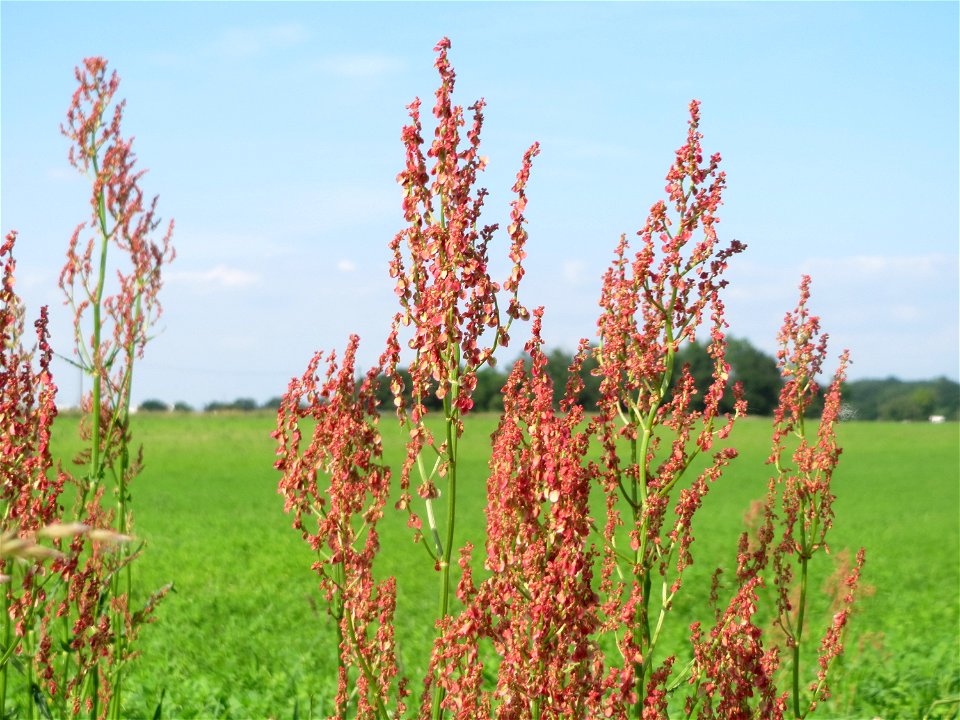 Straußblütiger Sauerampfer (Rumex thyrsiflorus) im Naturschutzgebiet Alter Bahndamm im Landschaftsschutzgebiet Hockenheimer Rheinbogen