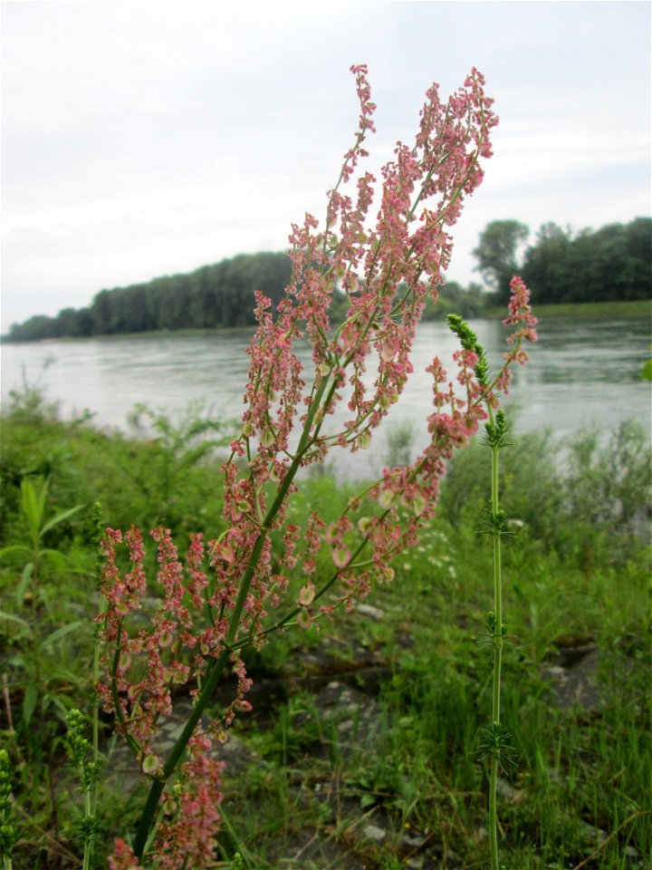 Straußblütiger Sauerampfer (Rumex thyrsiflorus) am Rheinufer im Naturschutzgebiet „Ketscher Rheininsel“
