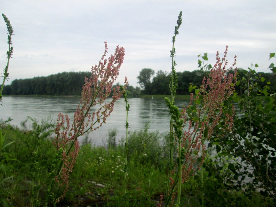 Straußblütiger Sauerampfer (Rumex thyrsiflorus) am Rheinufer im Naturschutzgebiet „Ketscher Rheininsel“