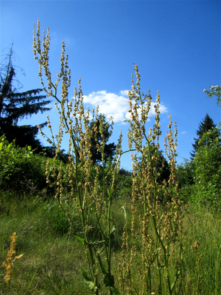 Straußblütiger Sauerampfer (Rumex thyrsiflorus) in einem aufgelassenen Schrebergarten in Brebach, ist wie der Wiesen-Sauerampfer verwendbar. meist deutlich größer und mindestens bis Juli noch zu finde
