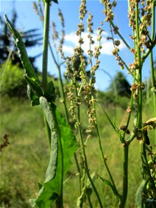 Straußblütiger Sauerampfer (Rumex thyrsiflorus) in einem aufgelassenen Schrebergarten in Brebach, ist wie der Wiesen-Sauerampfer verwendbar. meist deutlich größer und mindestens bis Juli noch zu finde