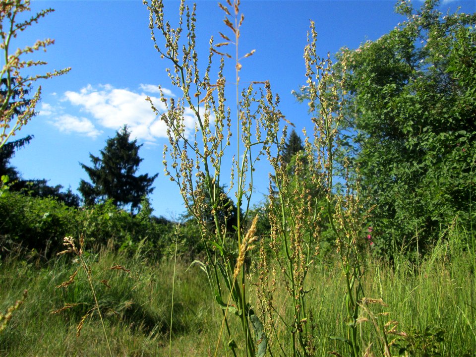 Straußblütiger Sauerampfer (Rumex thyrsiflorus) in einem aufgelassenen Schrebergarten in Brebach, ist wie der Wiesen-Sauerampfer verwendbar. meist deutlich größer und mindestens bis Juli noch zu finde