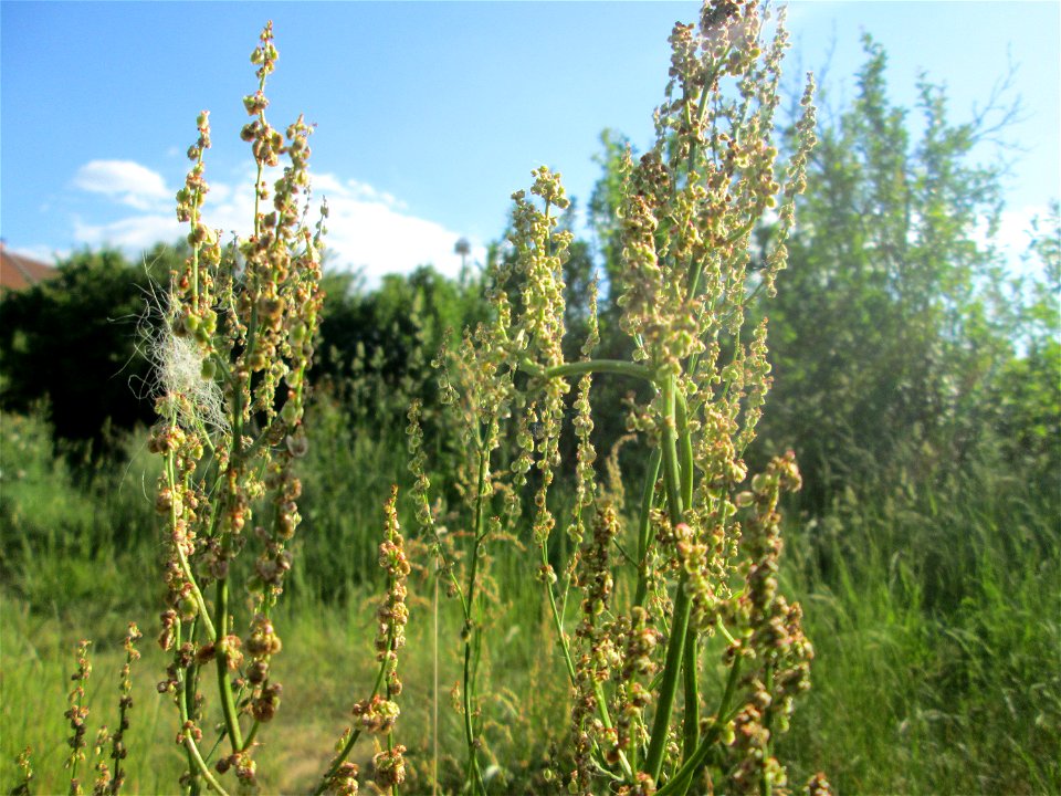 Straußblütiger Sauerampfer (Rumex thyrsiflorus) in einem aufgelassenen Schrebergarten in Brebach, ist wie der Wiesen-Sauerampfer verwendbar. meist deutlich größer und mindestens bis Juli noch zu finde
