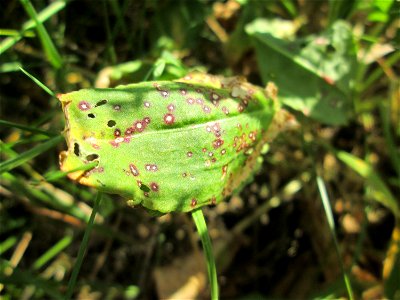 Straußblütiger Sauerampfer (Rumex thyrsiflorus) in einem aufgelassenen Schrebergarten in Brebach, ist wie der Wiesen-Sauerampfer verwendbar. meist deutlich größer und mindestens bis Juli noch zu finde