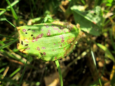 Straußblütiger Sauerampfer (Rumex thyrsiflorus) in einem aufgelassenen Schrebergarten in Brebach, ist wie der Wiesen-Sauerampfer verwendbar. meist deutlich größer und mindestens bis Juli noch zu finde photo