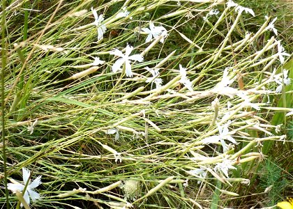 Dianthus serotinus, sk:Tarbucka near en:Streda nad Bodrogom in east Slovakia