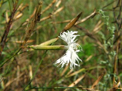 Dianthus serotinus photo