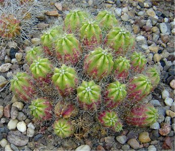 Echinocereus enneacanthus (Syn. Echinocereus merkeri)